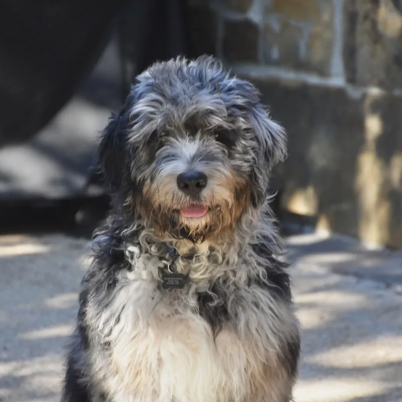 Bernedoodle sitting outdoors showing the tri-color coat and sturdy build typical of the breed
