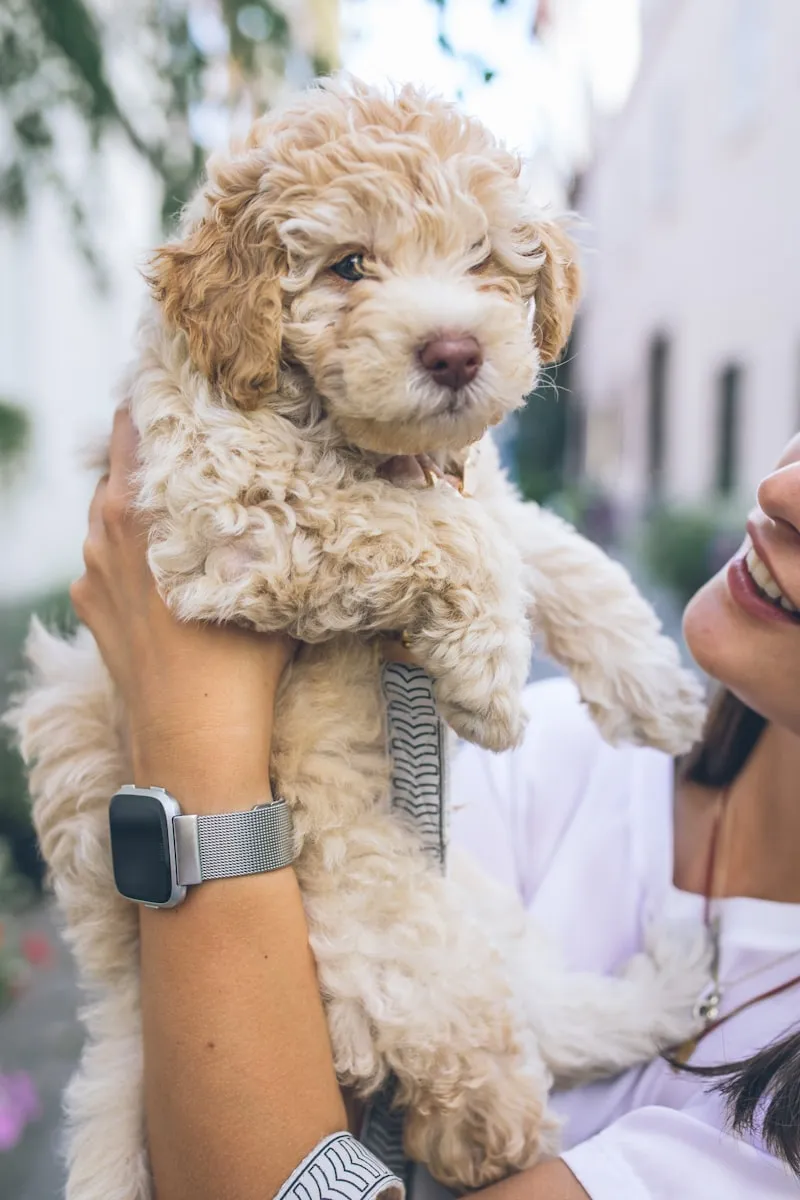 Doodle puppy being held by owner before crate training session