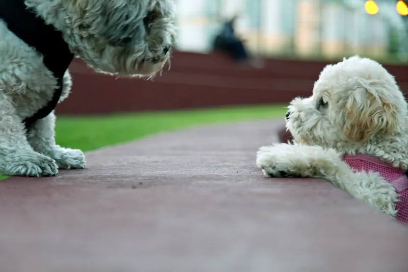 Two doodle dogs socializing during a play break from crate training