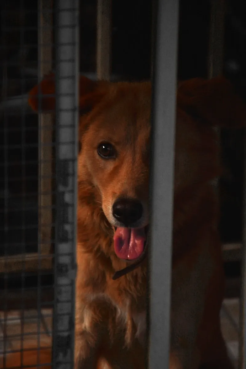Dog looking through wire crate door during crate training