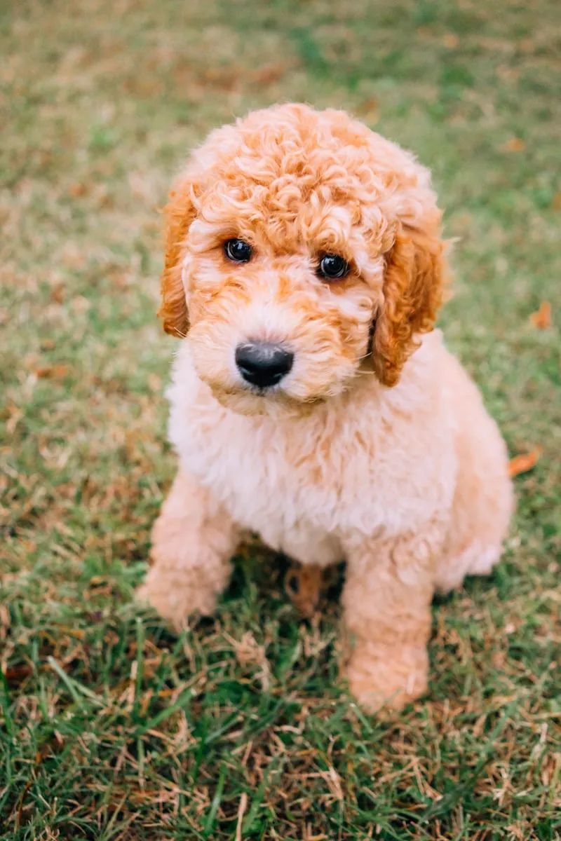 Goldendoodle puppy sitting on grass ready for crate training